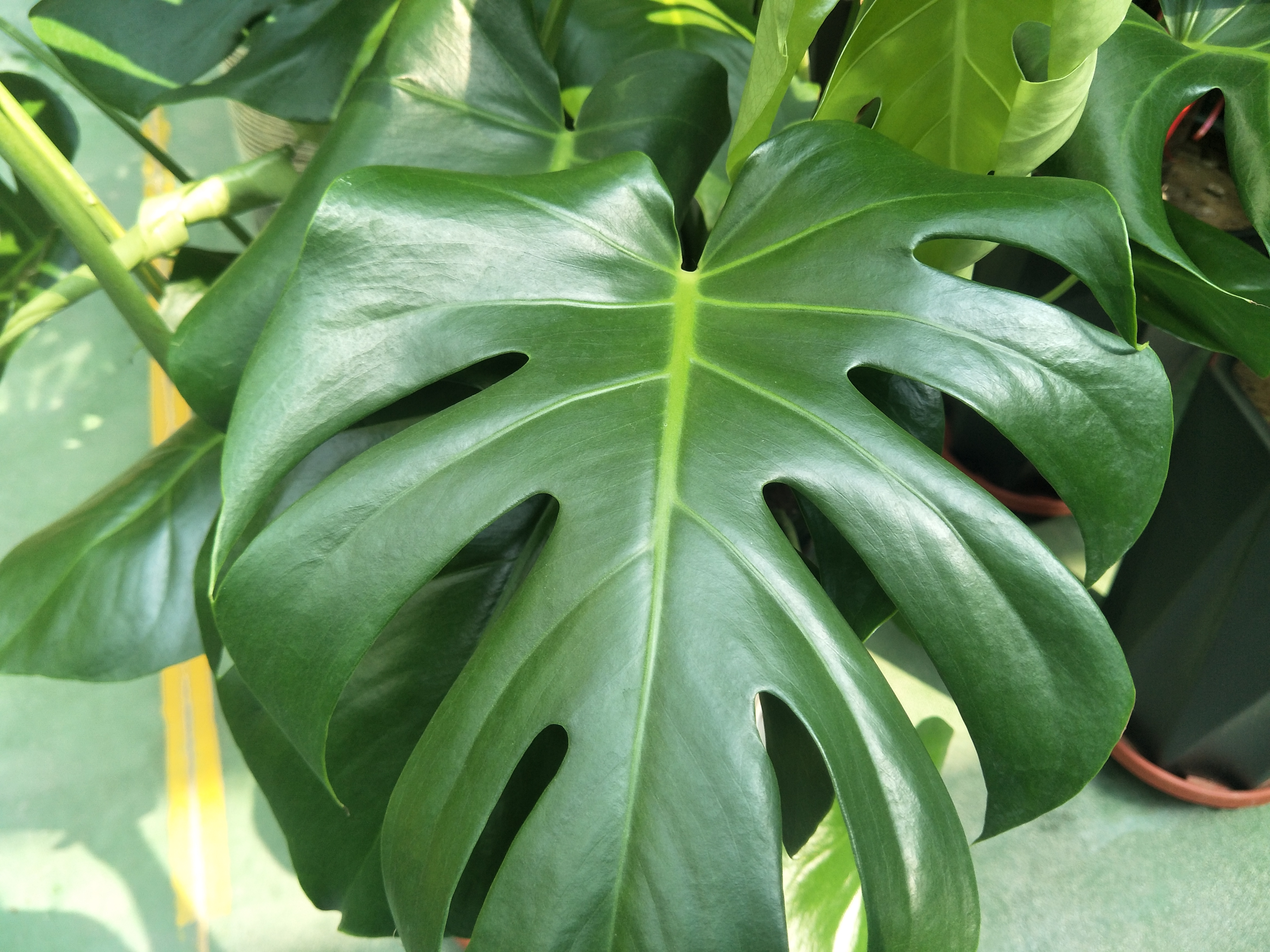 龟背竹叶子发软下垂叶片薄怎么办,龟背竹叶子尖发黄枯萎怎么办