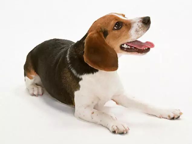 45种名犬大全,72种名犬图片附介绍