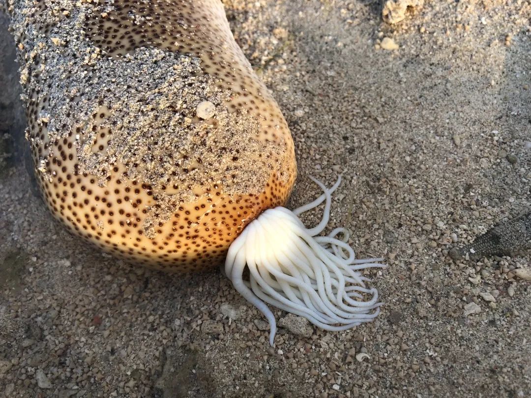 鎺㈢娴锋磱姘存瘝绉戞櫘,娼滄按鍛樻捣搴曟帰闄╀笉鏂欐児鎬掑ぇ鐧介波