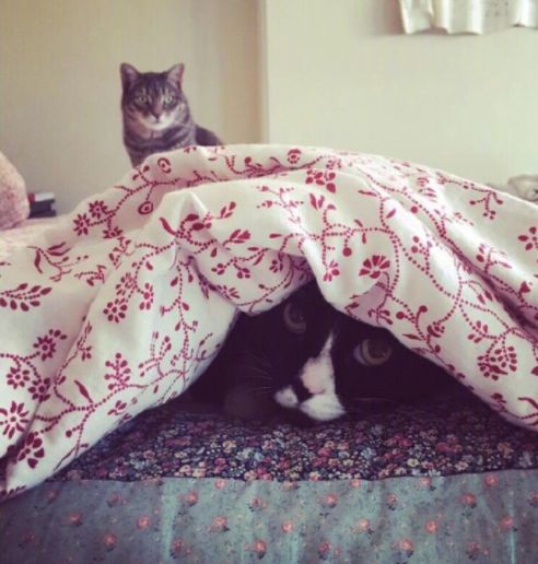 养猫党的十件事,新手养猫必须做的十件事