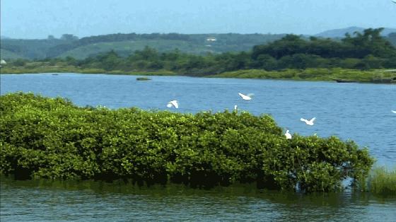 泗阳好吃的美食排行榜前十名,宿迁泗阳美食特色推荐膘鸡