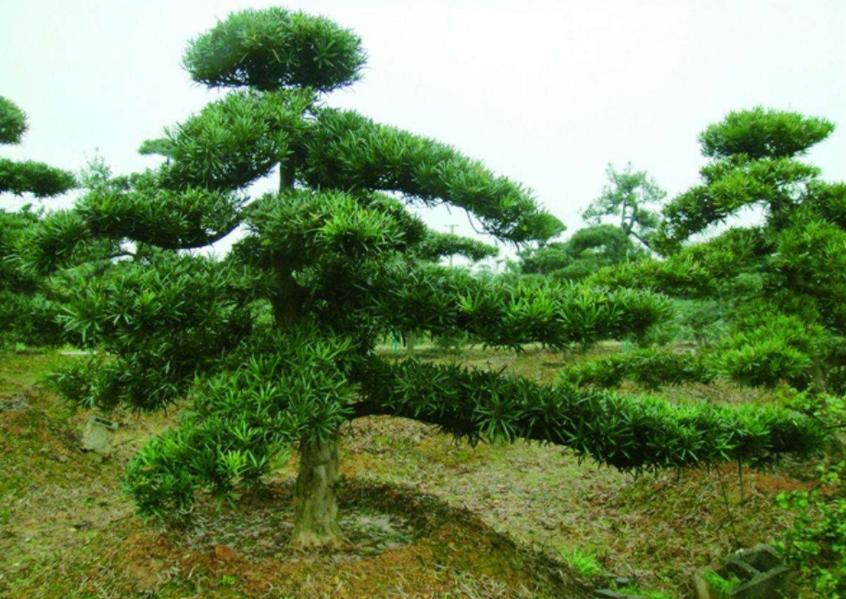 怎样能管理好一个苗圃,苗圃如何运营