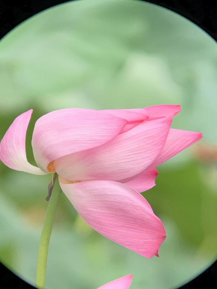 森林人单筒手机望远镜测试,iphonexr手机望远镜