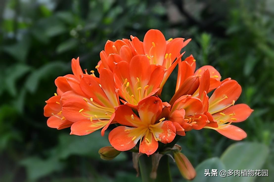 君子兰开花是先抽箭还是先出花苞,君子兰夹箭开花后花败了怎么处理