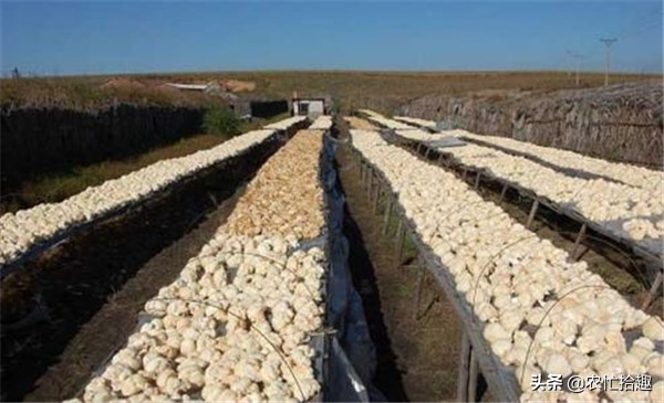 养胃的山珍,适合炖汤的山珍