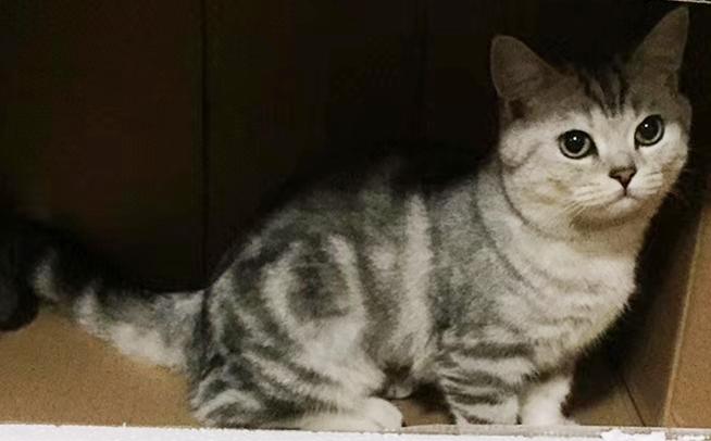 猫咪生病铲屎官上班怎么办,铲屎官治什么病