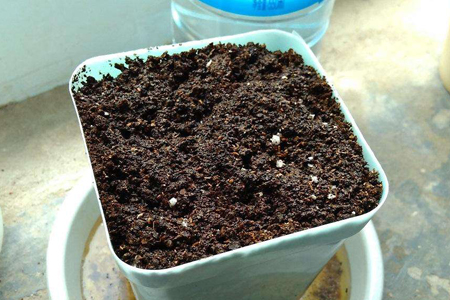 铃兰真的有毒吗,铃兰有毒吗视频