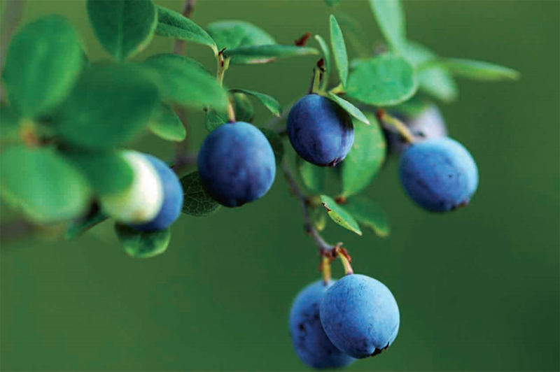 林草知识普及,林草科普讲解