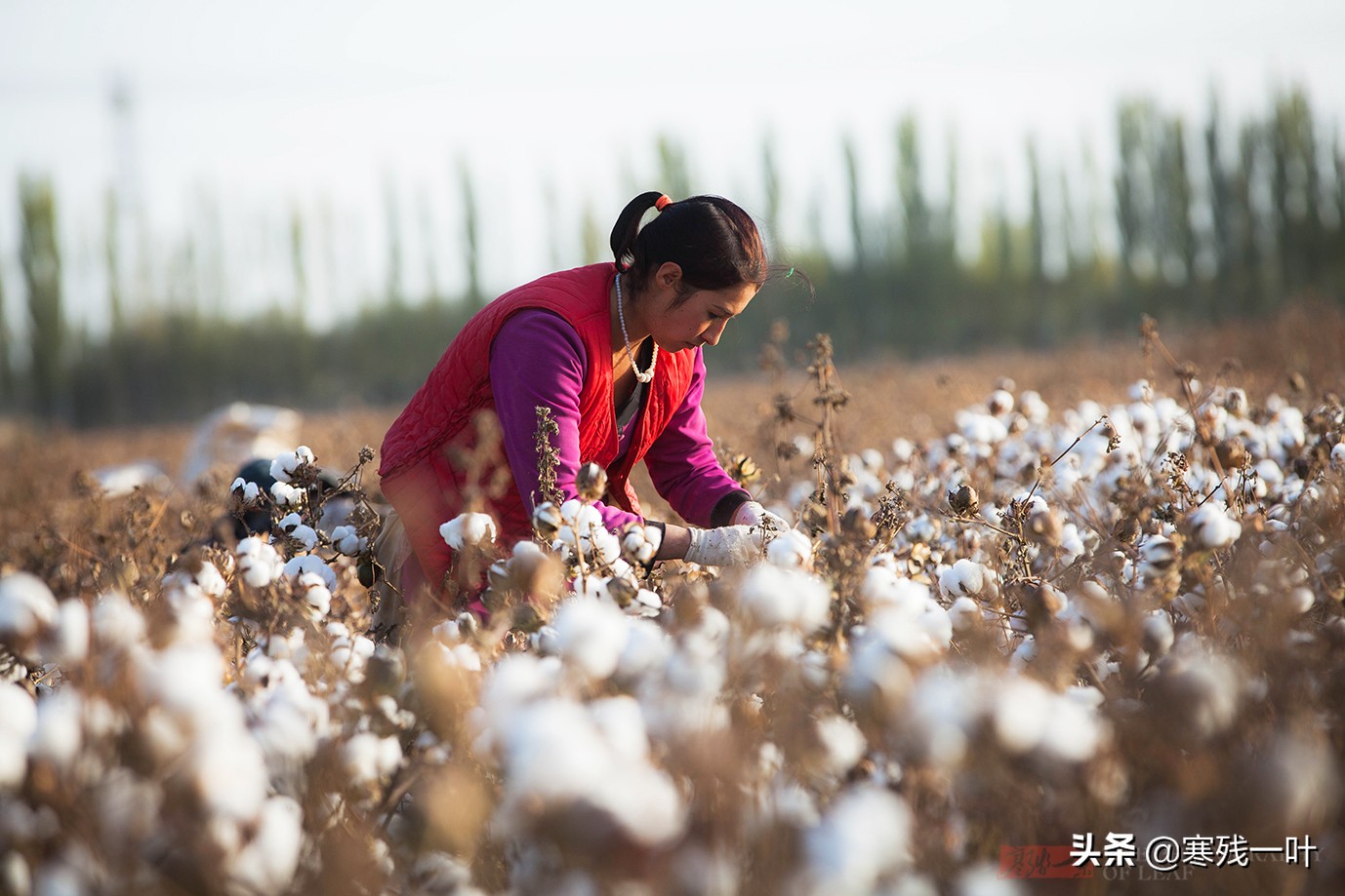 新疆采棉花工一个月挣多少钱,在新疆采棉花一天能赚多少钱