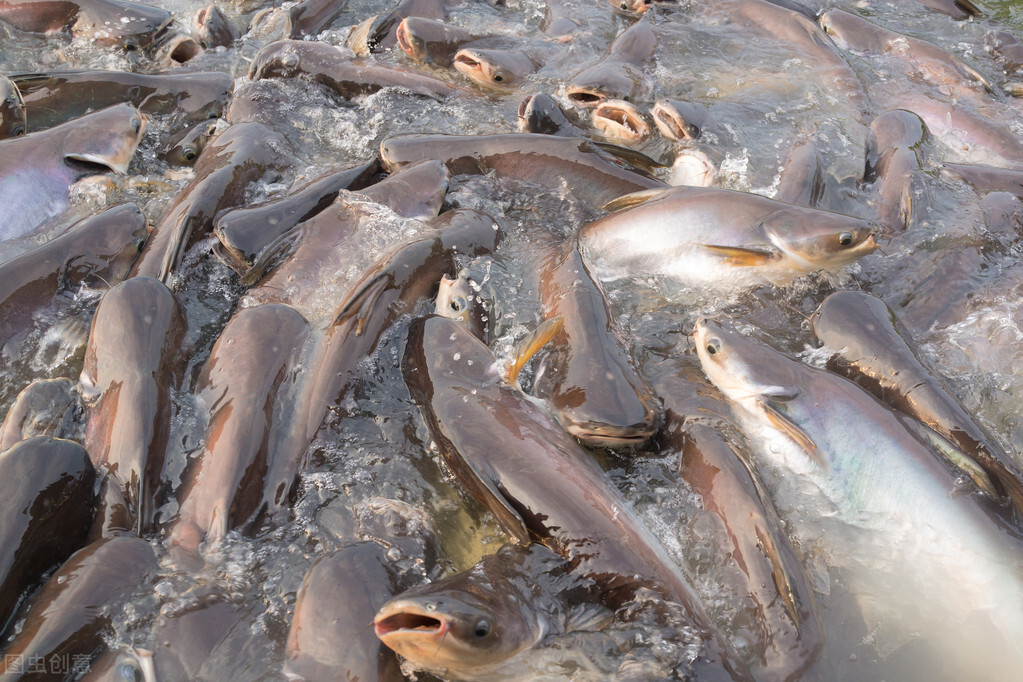 天然中草药饲料添加剂大全,农业部批复的中草药饲料添加剂
