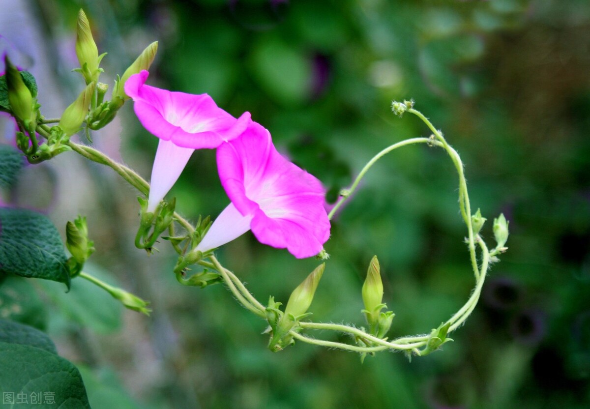 100种常见园林图鉴,列举20类不同的园林花卉