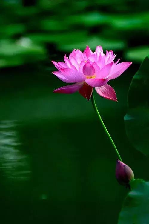 真正的中国十大名花,中国十大名花超漂亮