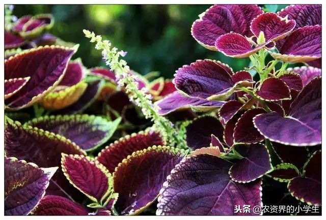 植物的叶子为什么是黄色的,植物的叶子呈绿色的原因