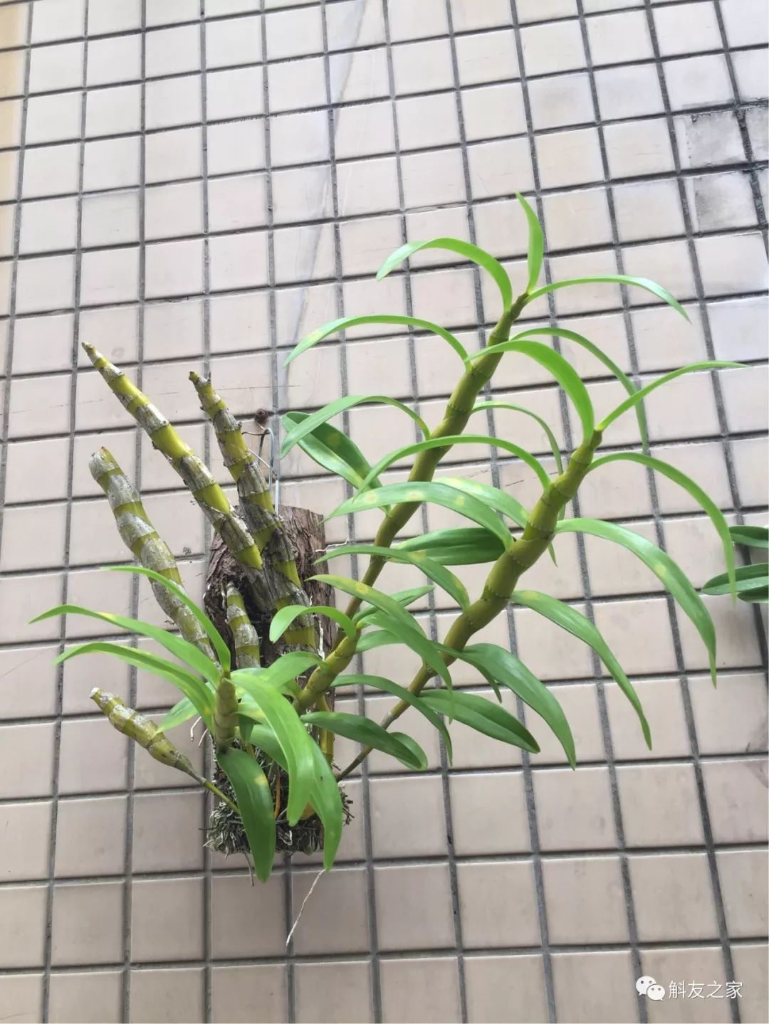 石斛兰烂根全部腐烂怎么办,石斛兰花烂根要怎么挽救