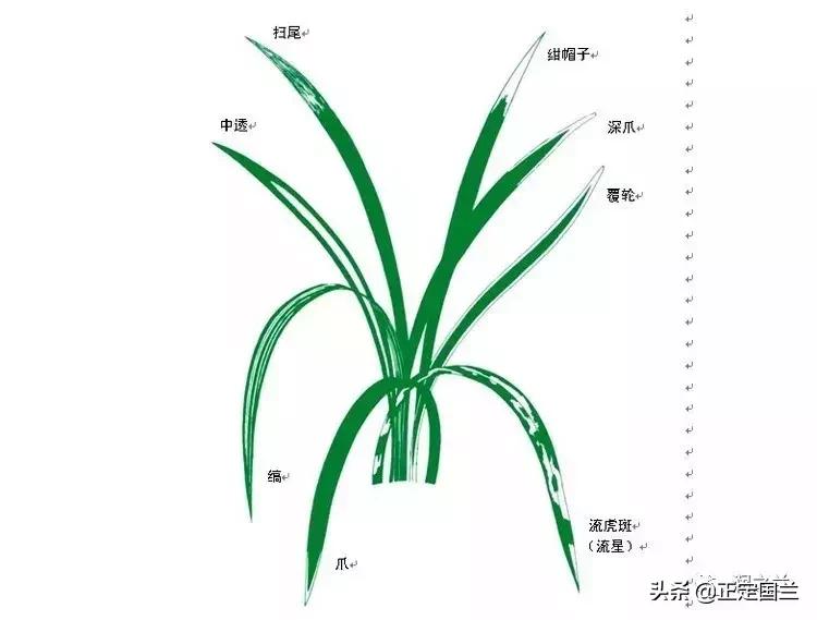 兰花知识大全100种,兰花鉴赏术语100条
