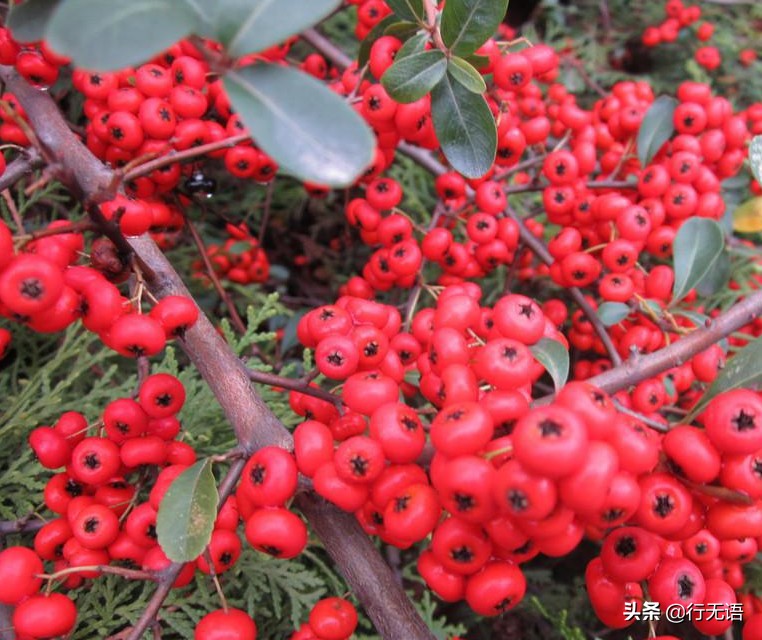 有趣的农村生活食物,农村生活农村娃农村美食