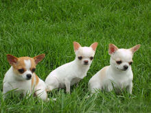 吉娃娃饲养容易吗,吉娃娃犬好训练吗