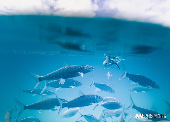 法国人过愚人节,法国人的愚人节