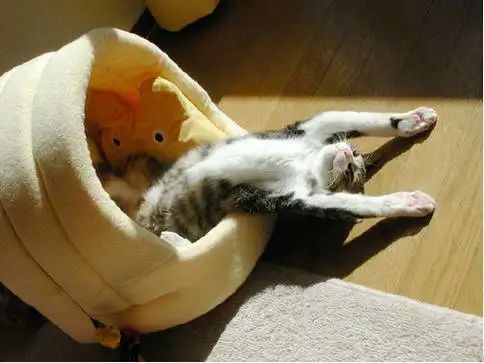 憋住不准笑大全,猫咪奇葩睡姿成精了