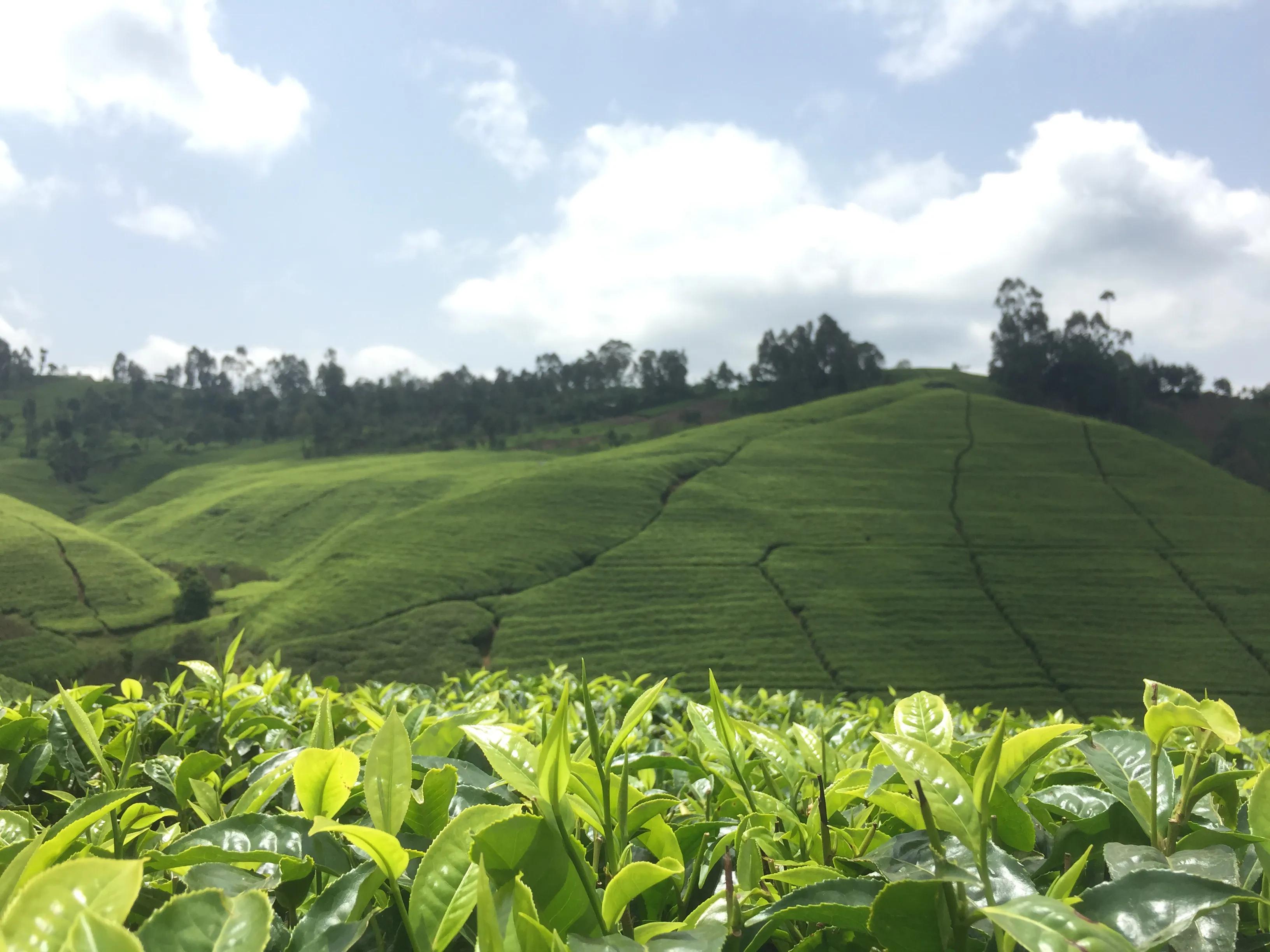 肯尼亚红茶为啥是小颗粒,肯尼亚红茶和中国红茶区别