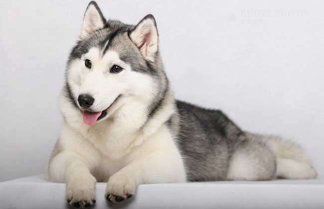 狗狗绝育后真的会变得乖吗,九岁的狗狗还有绝育必要么