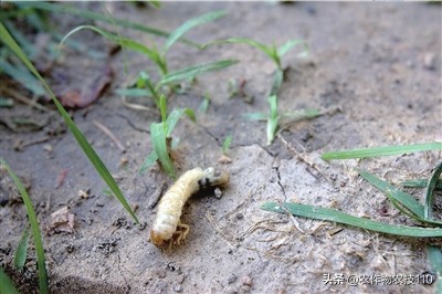 南瓜高产种植，病害重、虫子多；如何防治效果好呢？