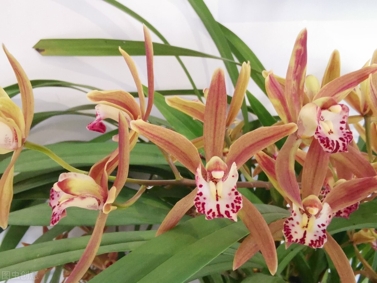 兰花冒芽了还怎么养,兰花的花苞怎么养才会长大