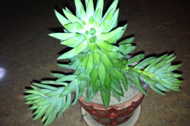 千佛手烂叶子怎么办,千佛手长了白霉怎么办