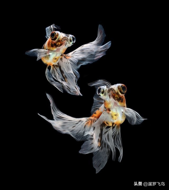 泰国宣布暹罗斗鱼为“国鱼”*旗国**鱼身价百倍