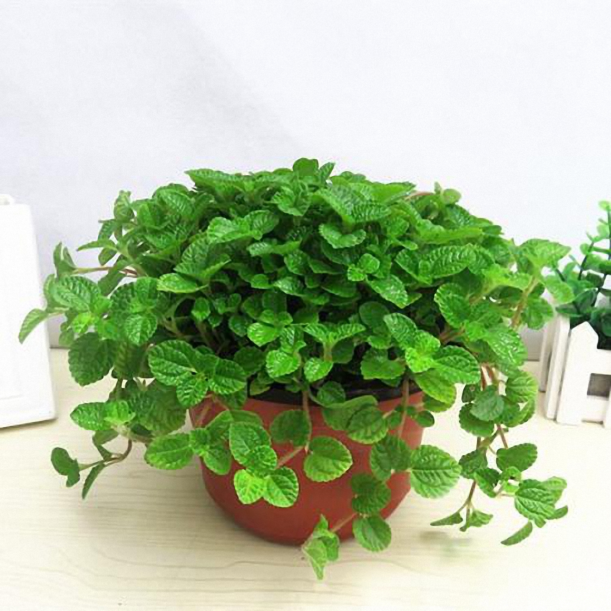 室内最理想绿植“吸毒草”的养殖方法以及注意事项