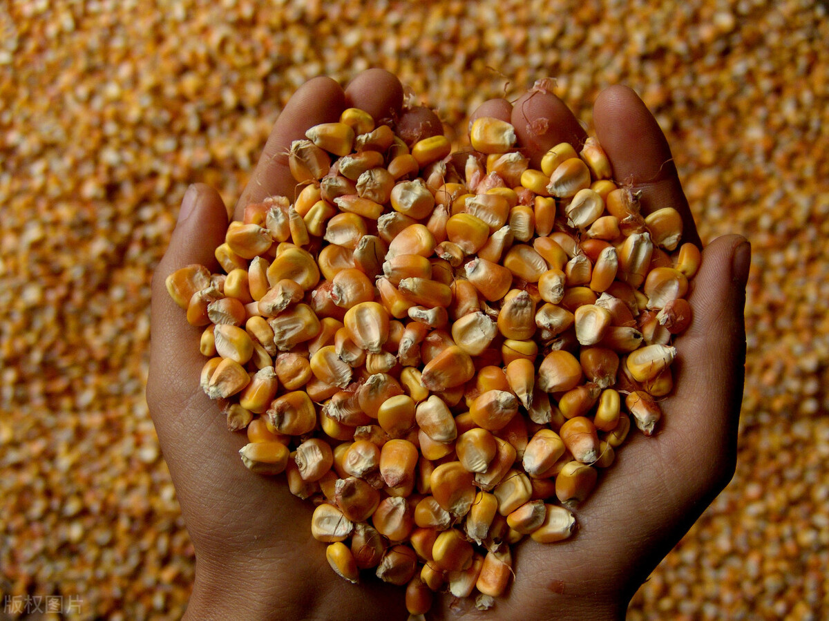 倒春寒对农产品期货的影响,天气炒期货对农产品的影响