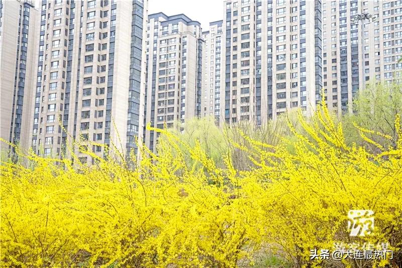 辽宁踏青赏花地点推荐,辽宁春游踏青赏杜鹃花