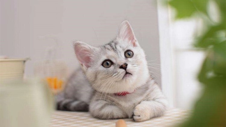 当猫咪看着你的时候在想什么,当猫咪出现这6种表现