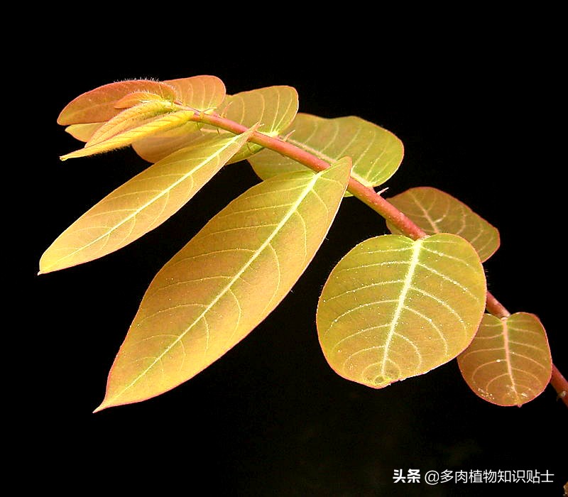 奇异油柑块根,奇异油柑原产地是哪里