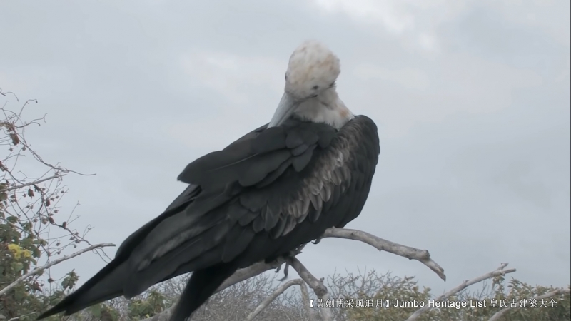 世界上最长寿的象龟多少岁,迄今发现最长寿的龟