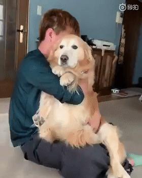 大金毛不听话怎样训练,大金毛根本不听话怎么办