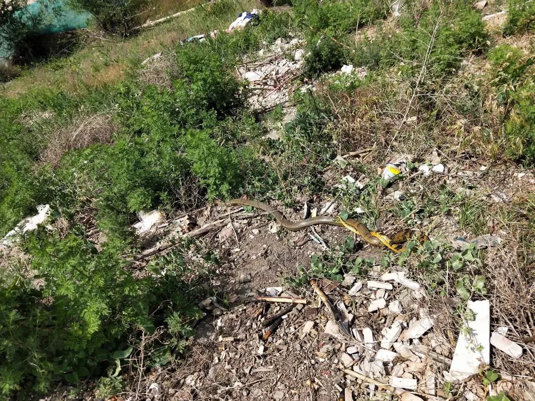 居民家中墙里惊现两条大蛇,居民家中惊现大蛇被卡围墙下洞口