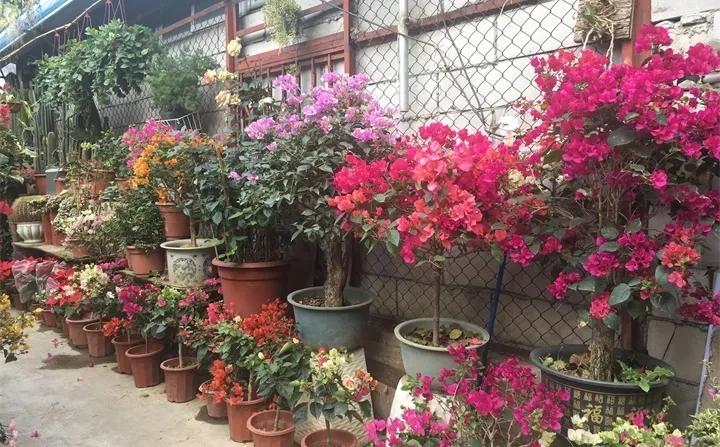 刚买的花，发蔫落苞加黄叶！为什么呢？多半是放错了位置