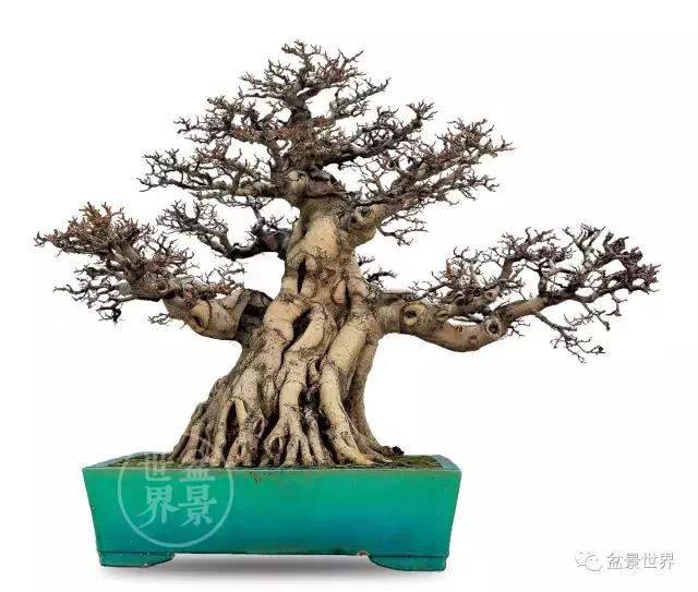 榕树罗汉松风水树,什么形状的榕树盆景好