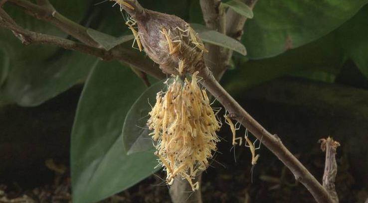 昆虫界战斗力最强的昆虫,谁是昆虫界最厉害的杀手