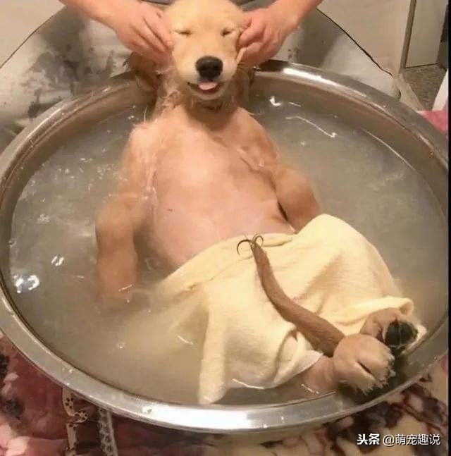 在家怎么给狗狗洗澡狗狗不愿意洗,狗狗不能经常洗澡怎么办