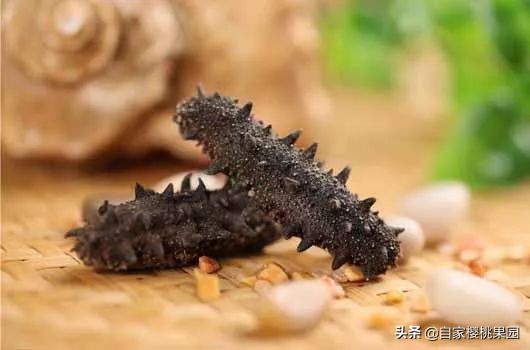 辽参科普,真正的辽参