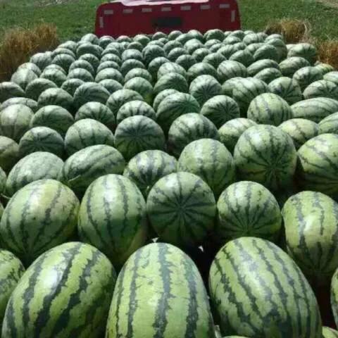 看西瓜纹路认西瓜生熟,怎样从纹路上判断西瓜生熟