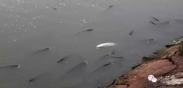 鱼苗投放鱼塘出现死亡怎么办,新进鲫鱼苗下塘大量死亡如何补救