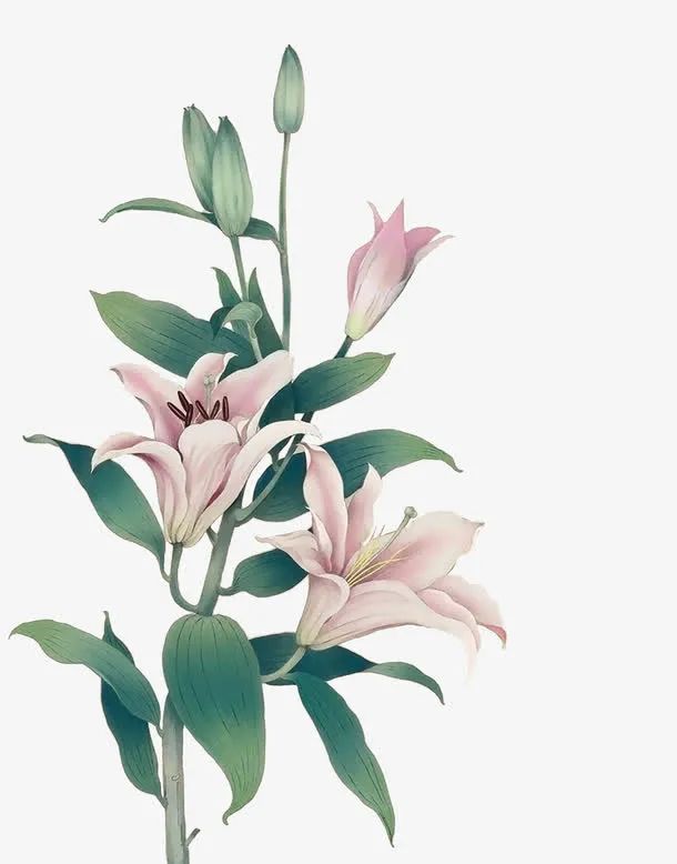 鐧惧悎鑽鍚屾簮婊嬮槾娑﹁偤,鐧惧悎鑽鍚屾簮鍙互娑﹁偤闃叉绉嬬嚗