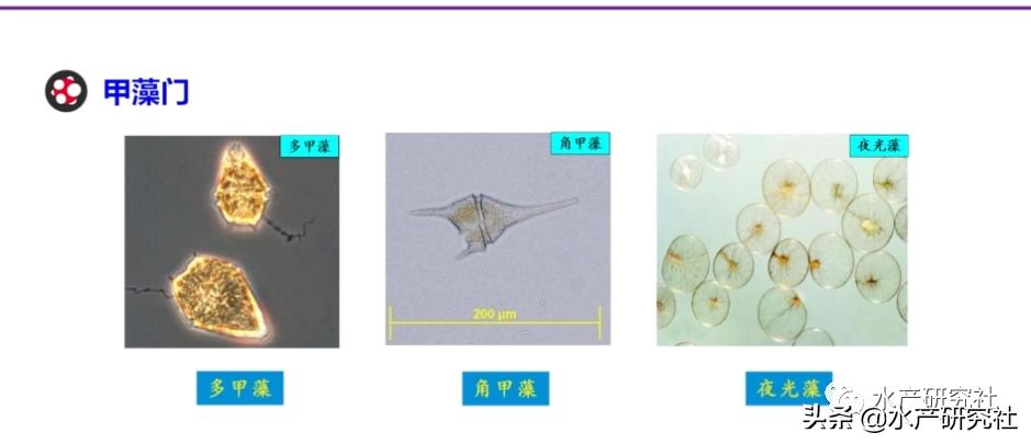 蓝藻是否都是有害藻类,蓝藻的爆发原因及处理方法