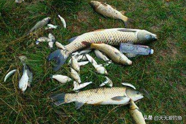 原塘颗粒怎么用好能钓好鱼,原塘颗粒钓鲤鱼效果