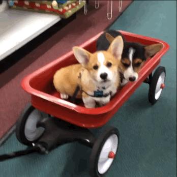 宠物店常见的宠物狗有哪些,宠物店不建议养的狗类