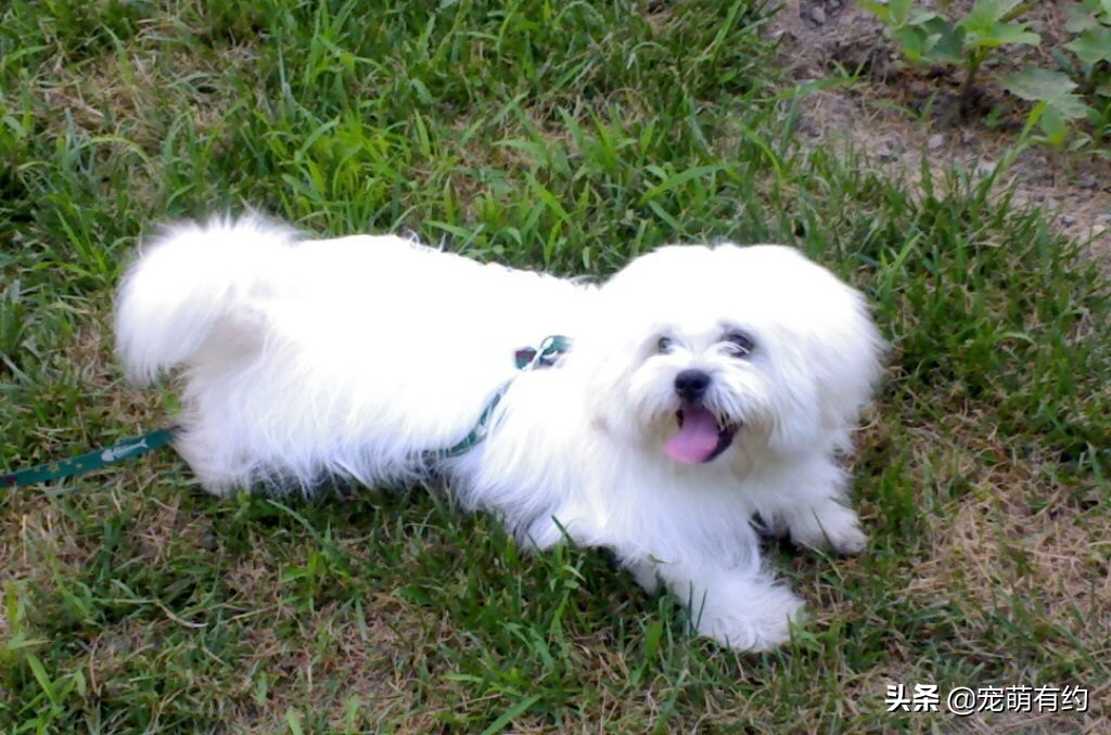 马尔济斯犬脸毛发红色,马尔济斯犬比熊犬