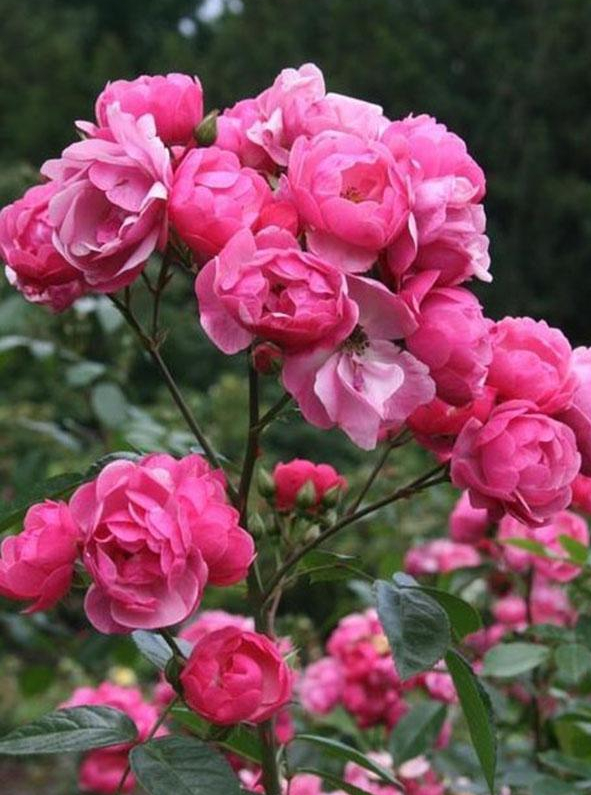 李子柒的院子都种的啥,李子柒推荐的三种花